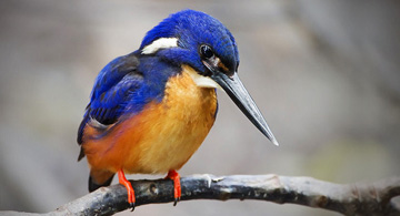 kingfisher-tn