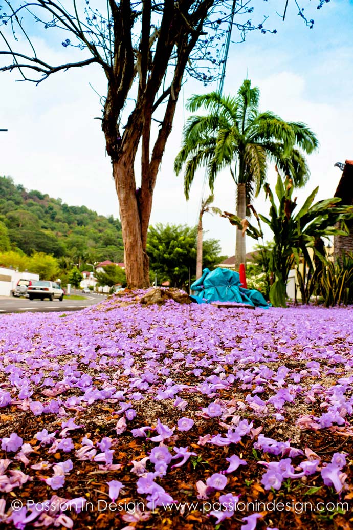 Malaysia Purple Sakura