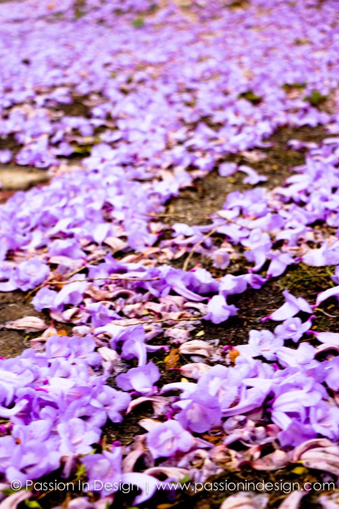 Malaysia Purple Sakura