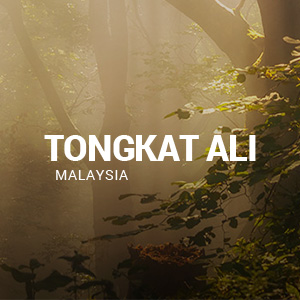 Business Website Design for TongkatAliPro.com